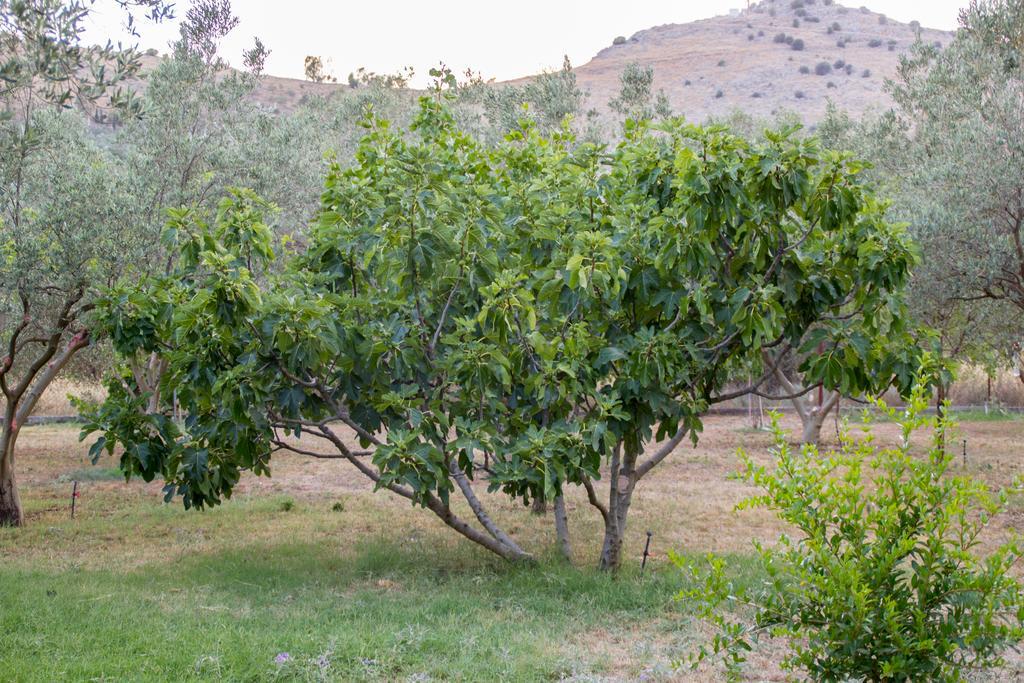 Ktima Anastasia Nafplio Luaran gambar