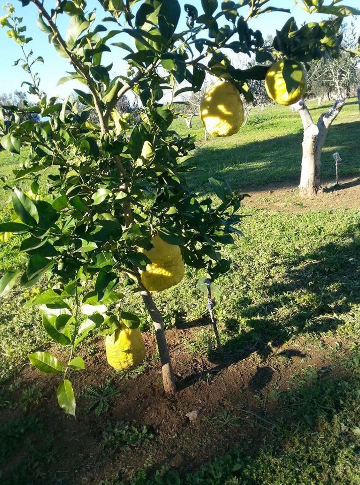 Ktima Anastasia Nafplio Luaran gambar